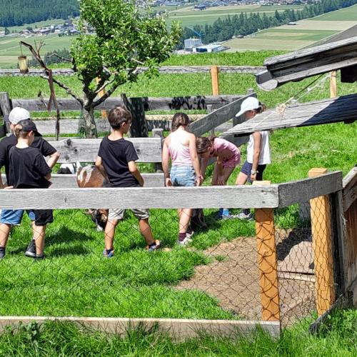 Kinder im Gehege