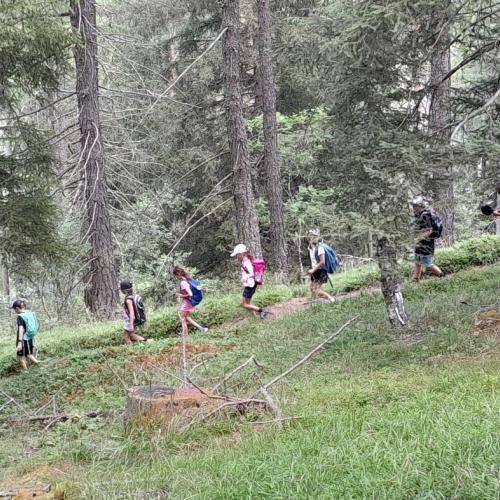 Abstieg im Wald