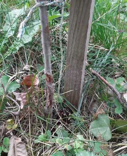 © Thurner Michael | Bildquelle: Thurner Michael | Urheber:in: Thurner Michael Rindenwunde an einer Roteich